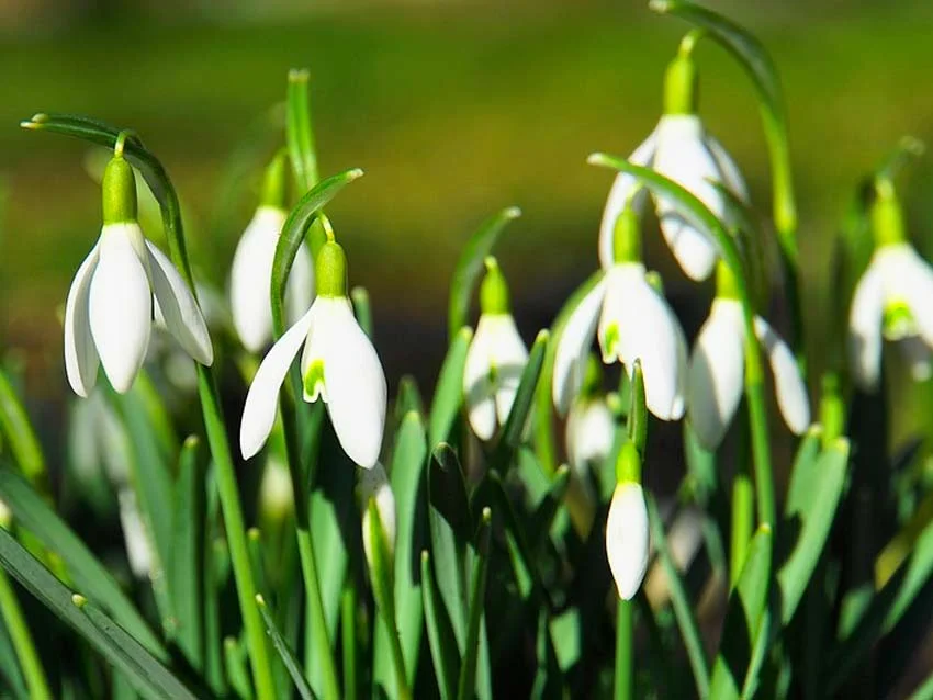 Saker att göra i Skottland i februari Snowdrop Festival