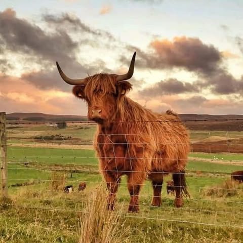 Camping Kirkton Farm Scotland is het hele jaar geopend