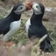 İskoçya'da Puffin'leri nerede görebilirsiniz?