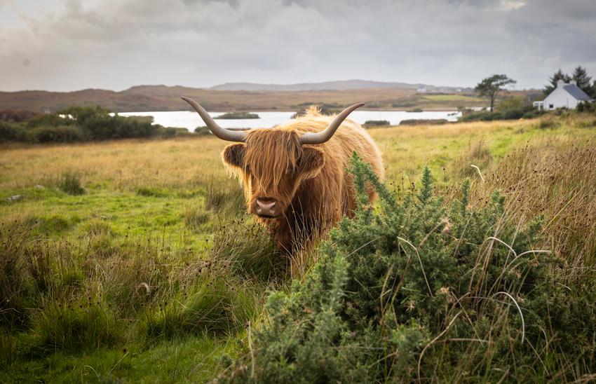 Highland coos on Mull