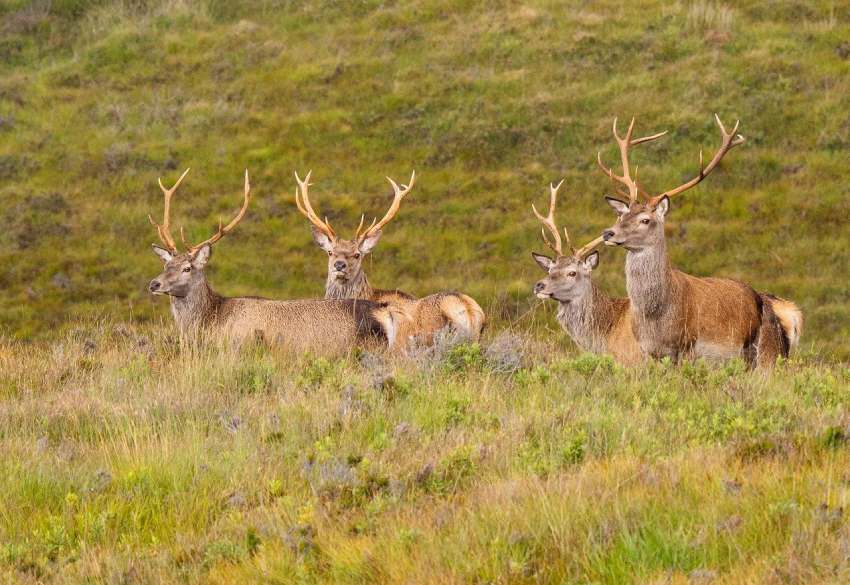 Red deer on Mull